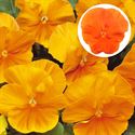 Bild von Viola P9 Grootbloemig Orange deep